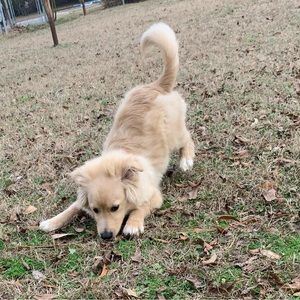 Meet your Posher, Khelis